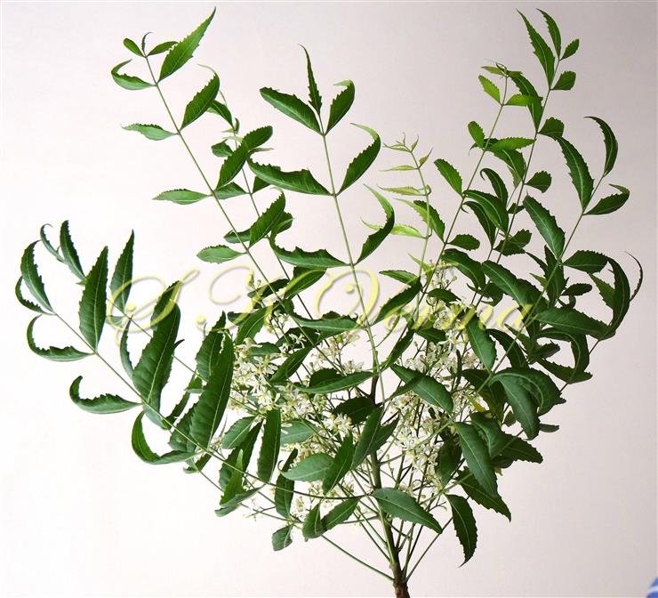  Flowering shoot